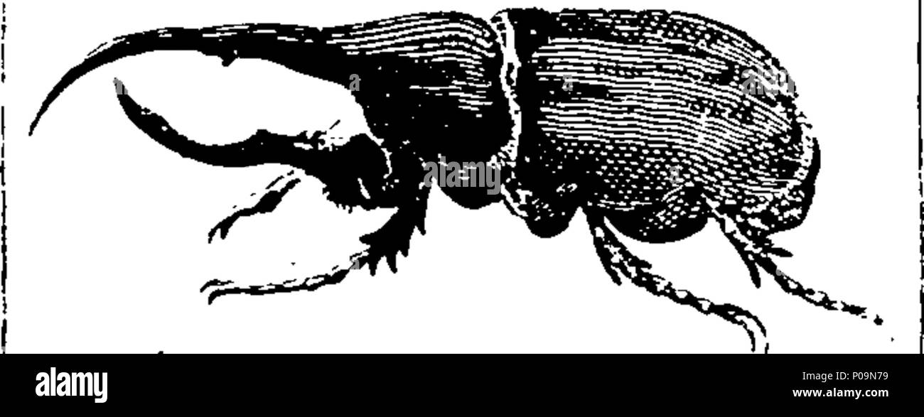 . English: Fleuron from book: A natural history of fishes, and of ...
