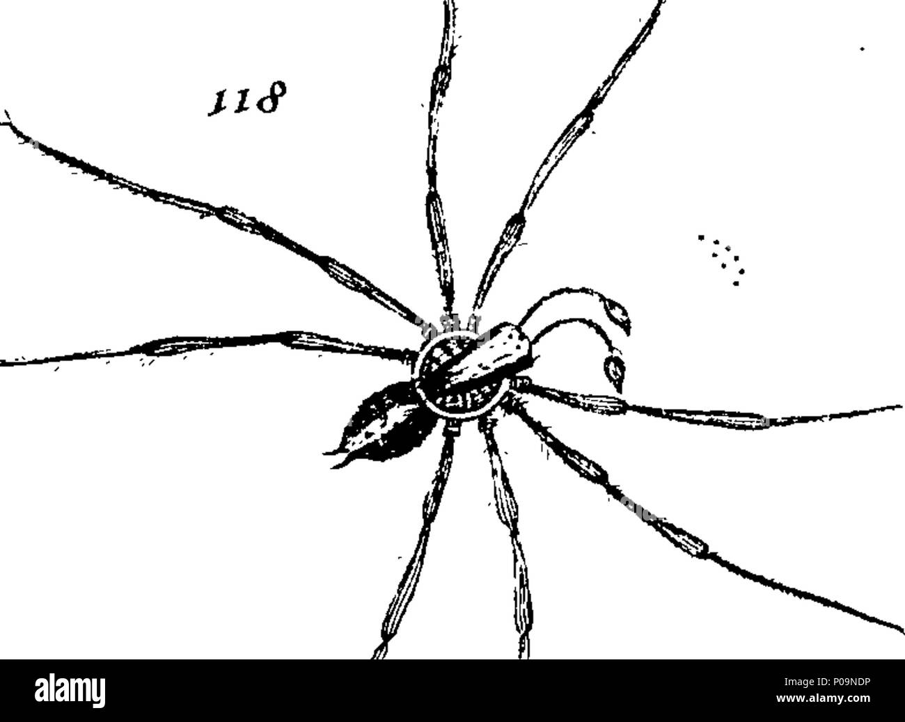. English: Fleuron from book: A natural history of spiders, and other ...