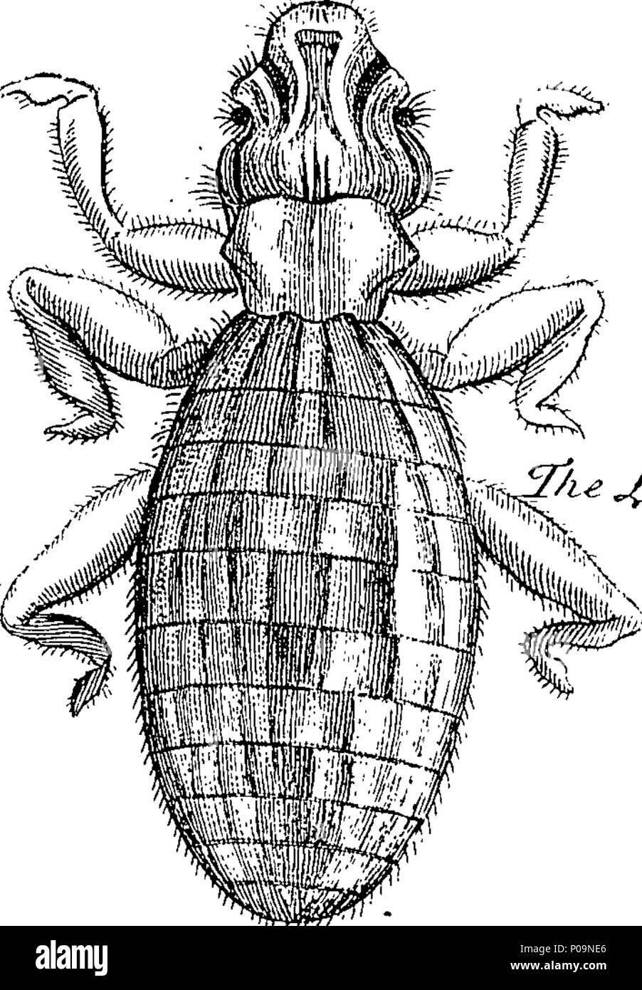 . English: Fleuron from book: A natural history of spiders, and other ...