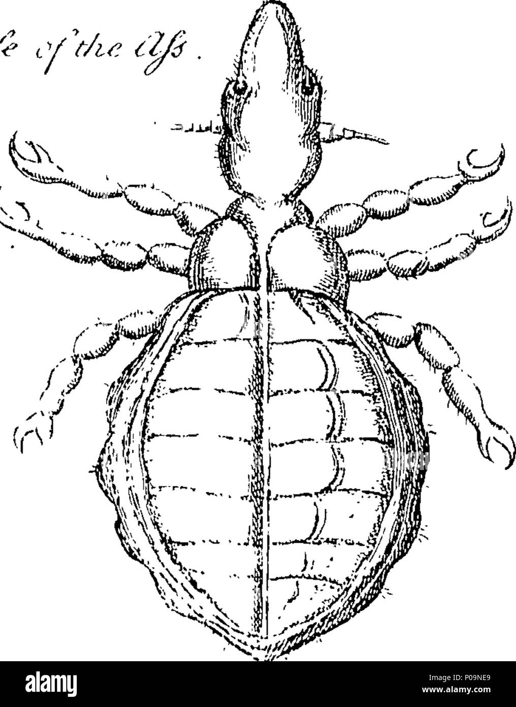. English: Fleuron from book: A natural history of spiders, and other ...
