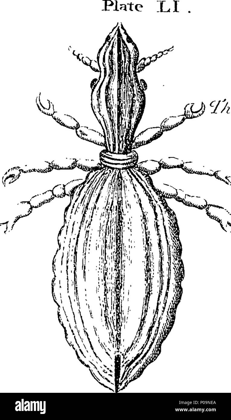 . English: Fleuron from book: A natural history of spiders, and other ...