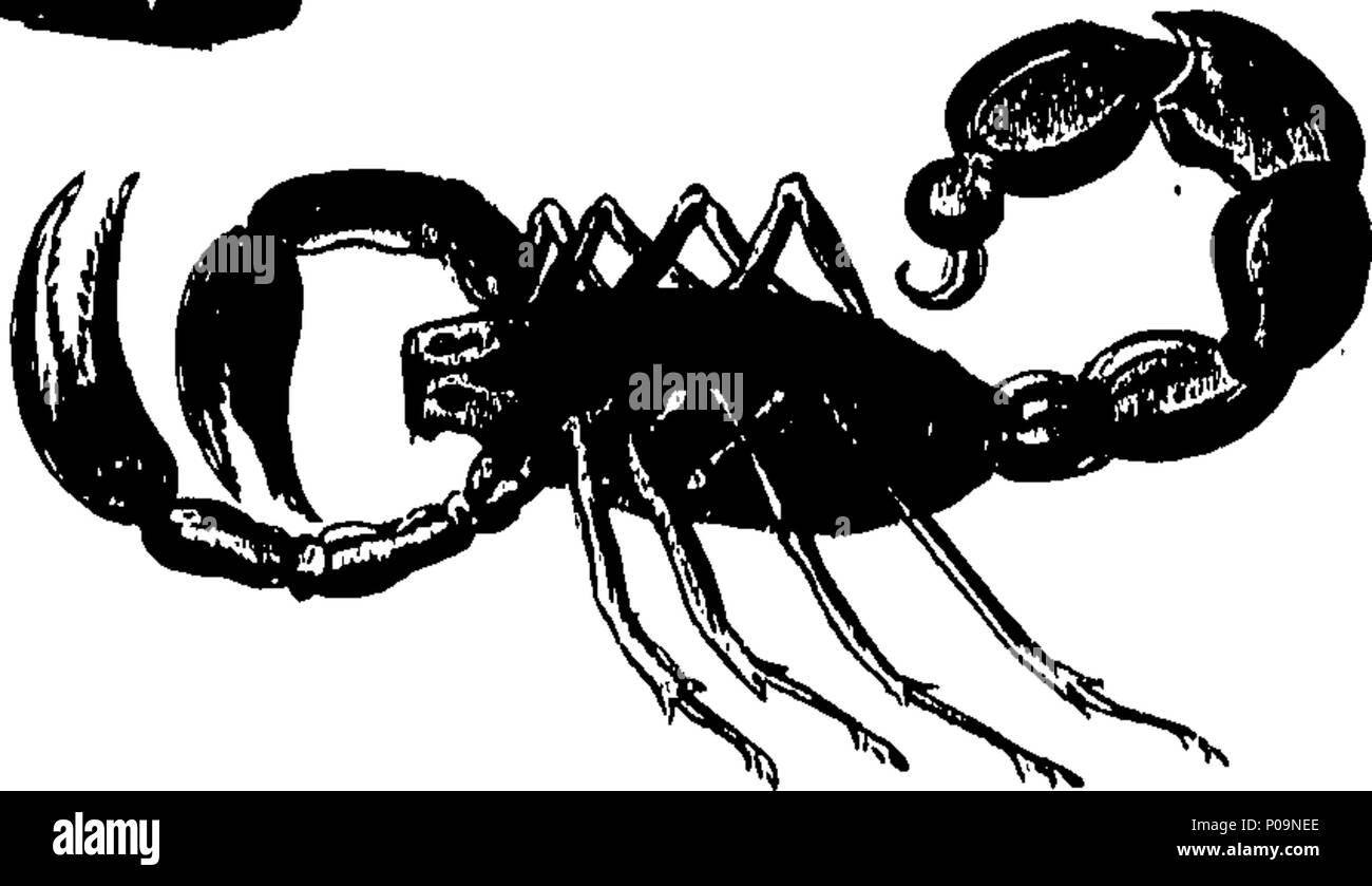 . English: Fleuron from book: A natural history of spiders, and other ...