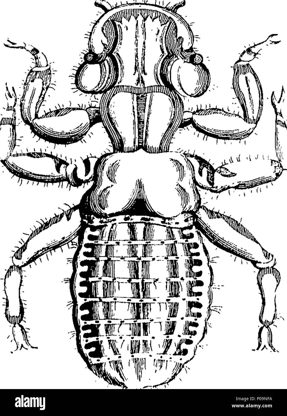 A natural history of spiders and other curious insects hi-res stock ...