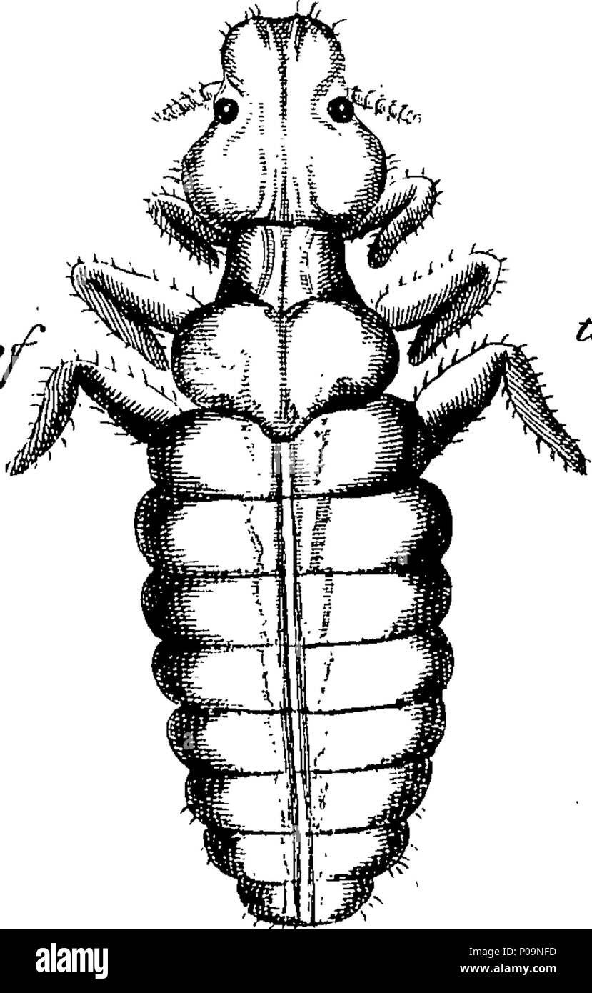 . English: Fleuron from book: A natural history of spiders, and other ...