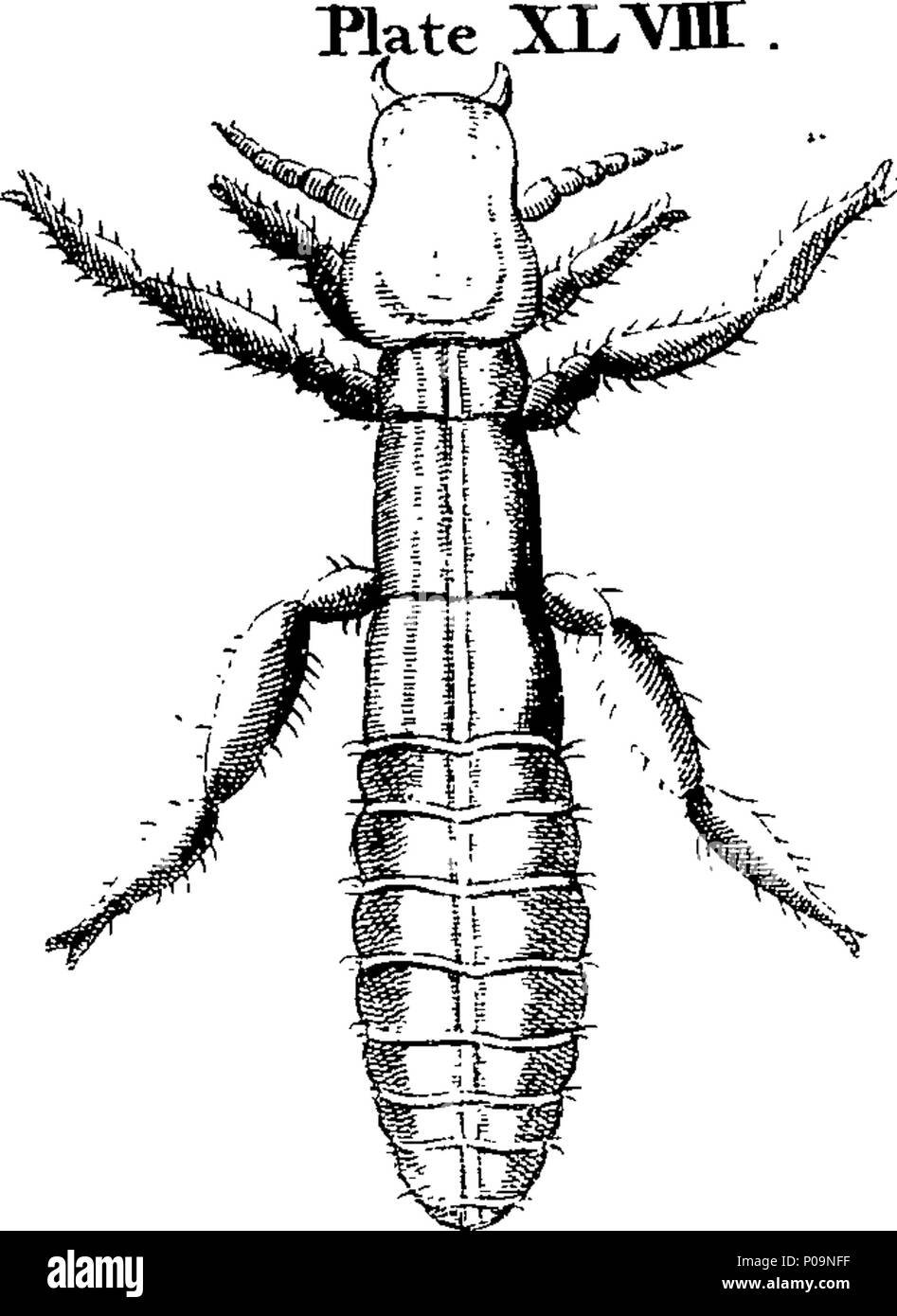 . English: Fleuron from book: A natural history of spiders, and other ...