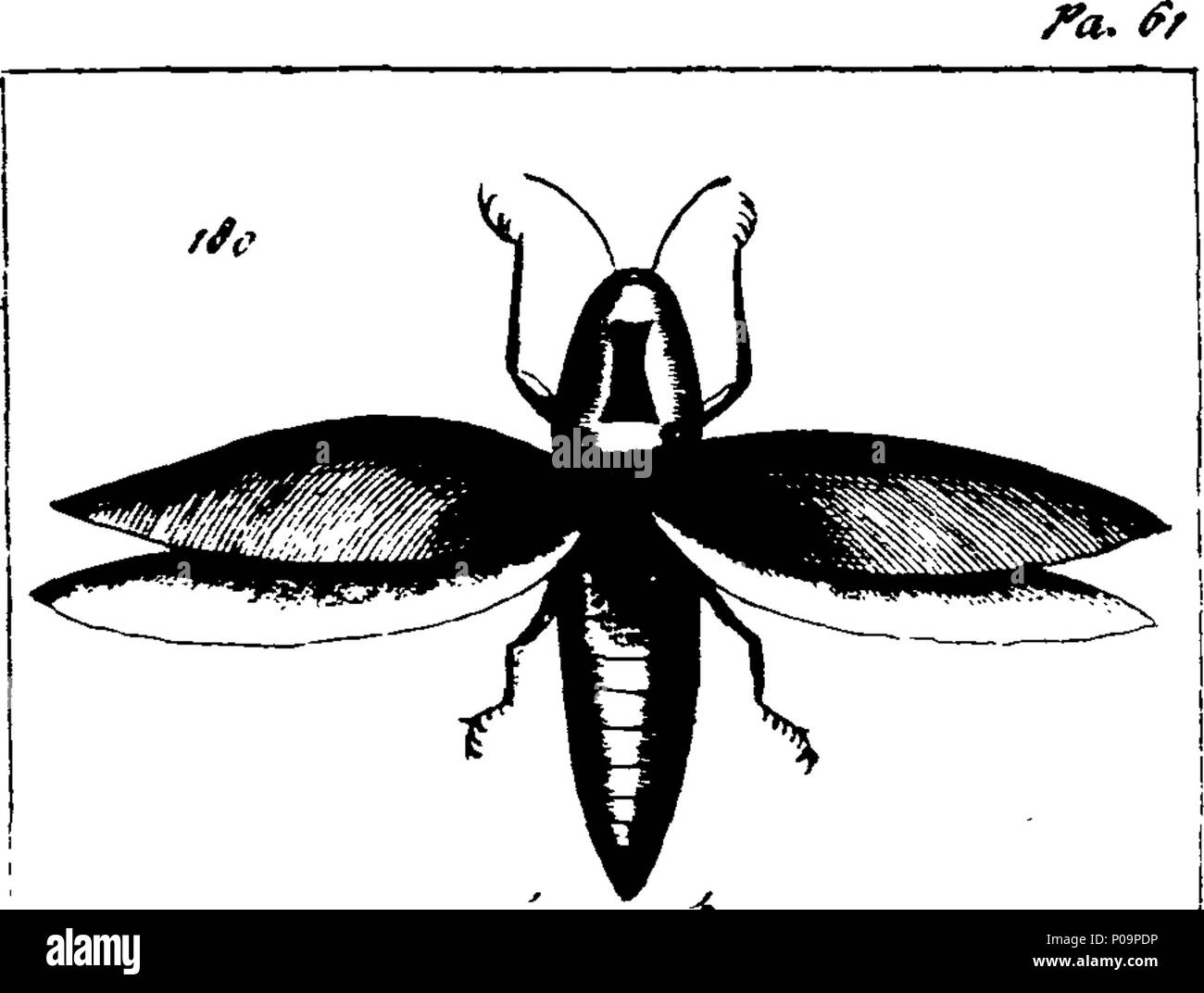 . English: Fleuron from book: A new and accurate system of natural ...