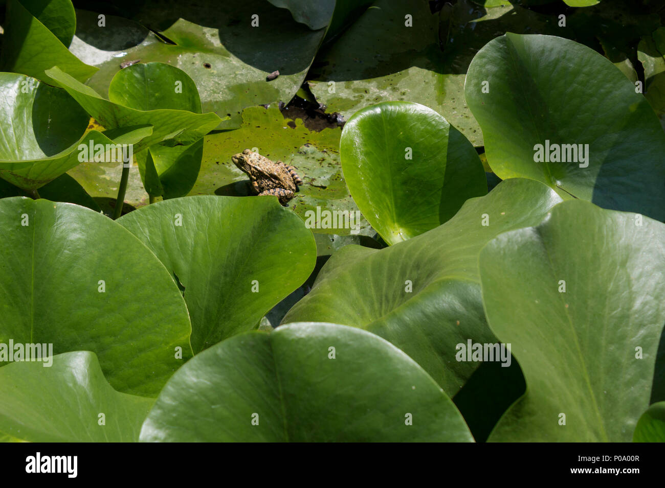 Lotus leaves float on the water with frog Stock Photo Alamy