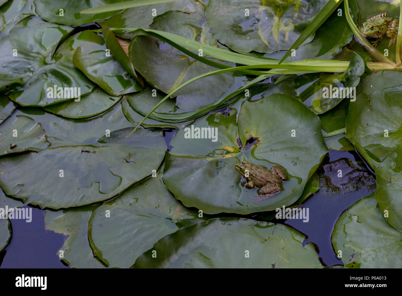 Lotus leaves float on the water with frog Stock Photo Alamy