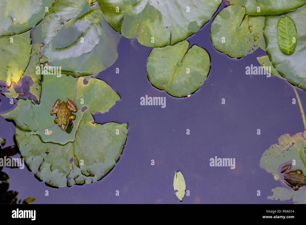 Lotus leaves float on the water with frog Stock Photo Alamy