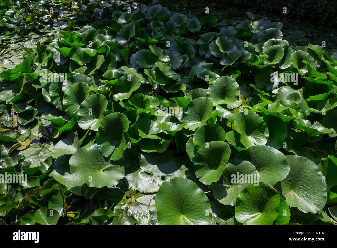 Lotus leaves float on the water with sunrise Stock Photo Alamy