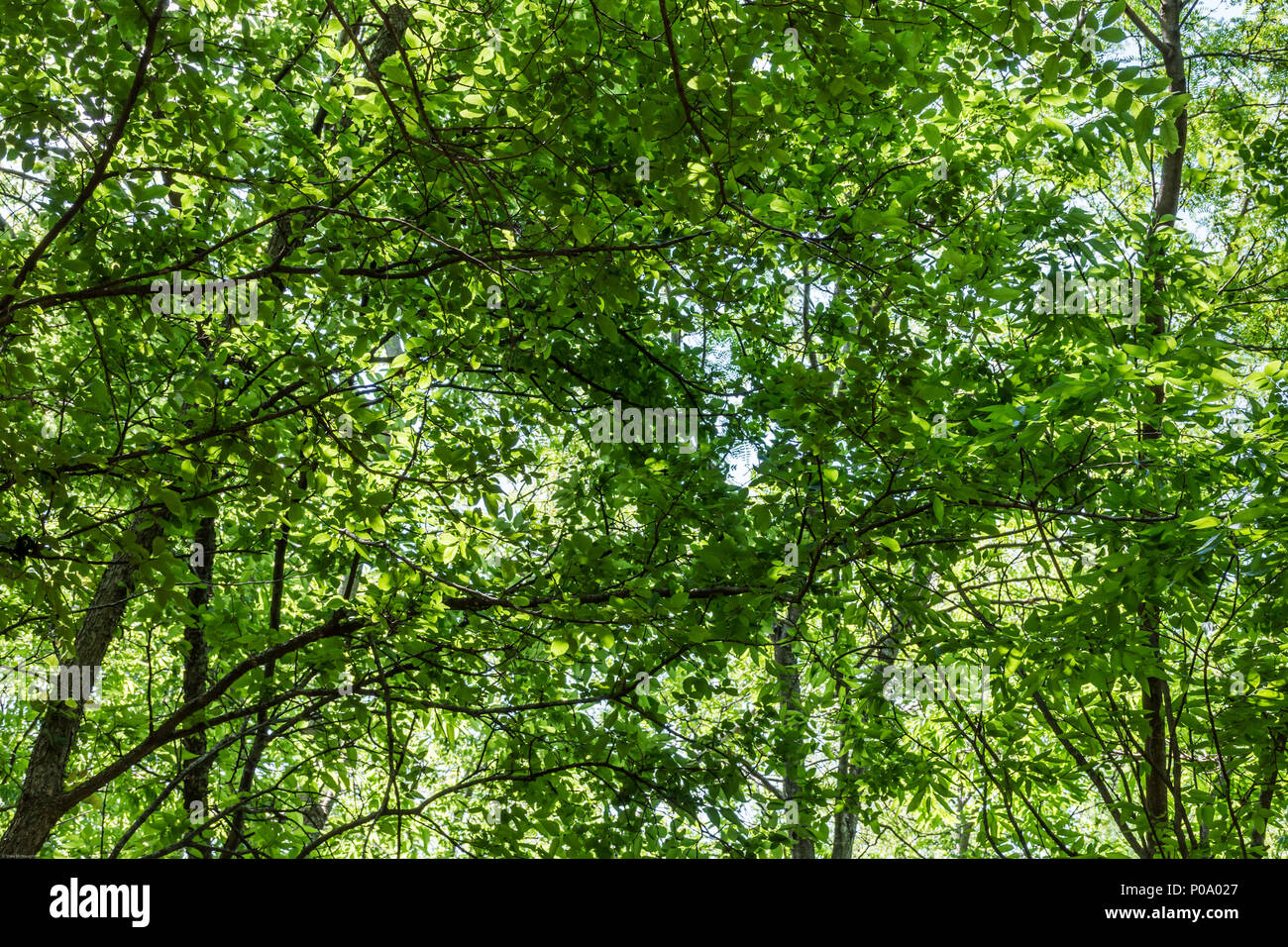 Overhead canopy of forest trees on sunny day in early spring. Green pattern, suitable for background, copyspace. Stock Photo