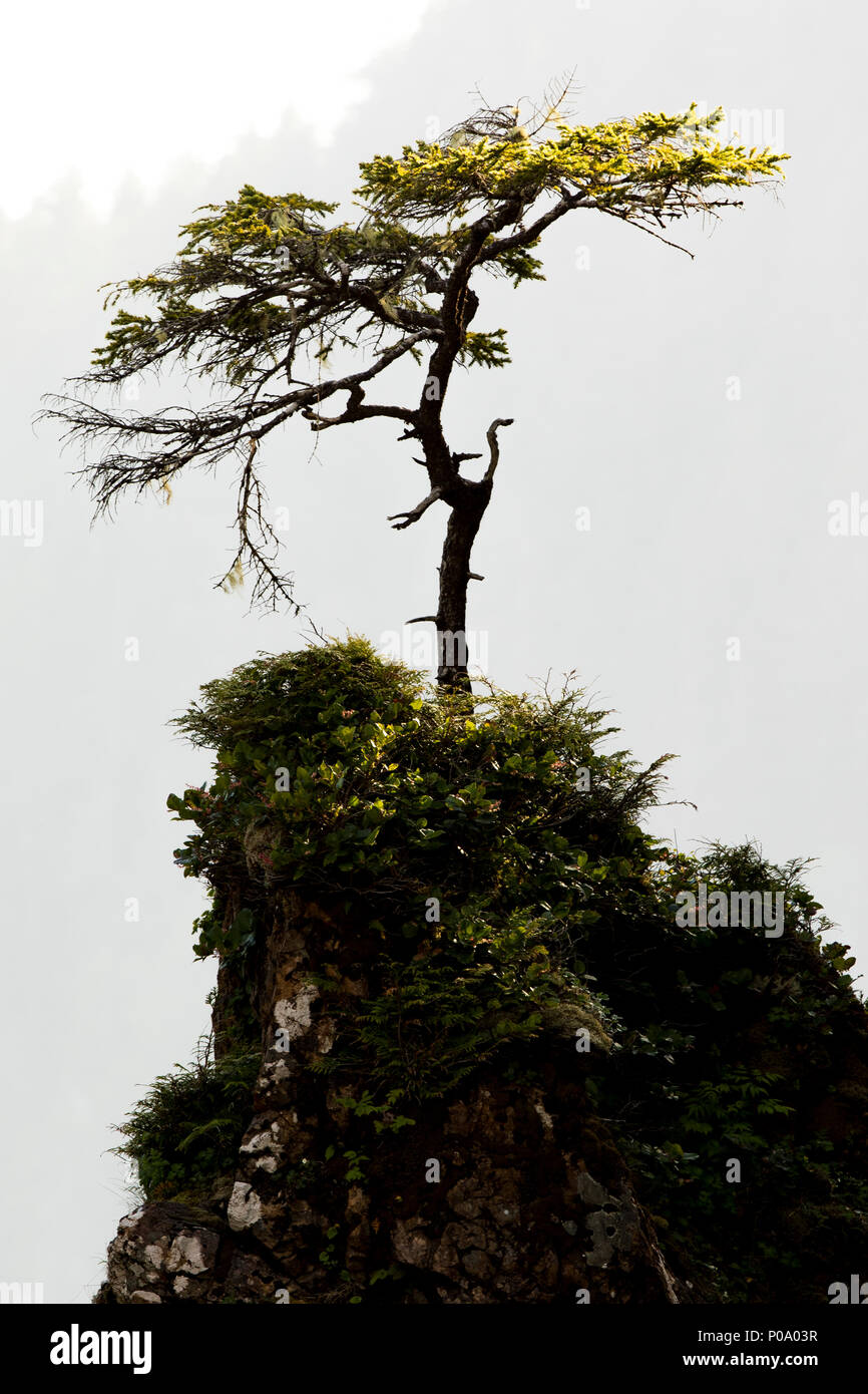 San Josef sea stack with bonsai like tree. Vancouver Island, British Columbia, Canada. Stock Photo