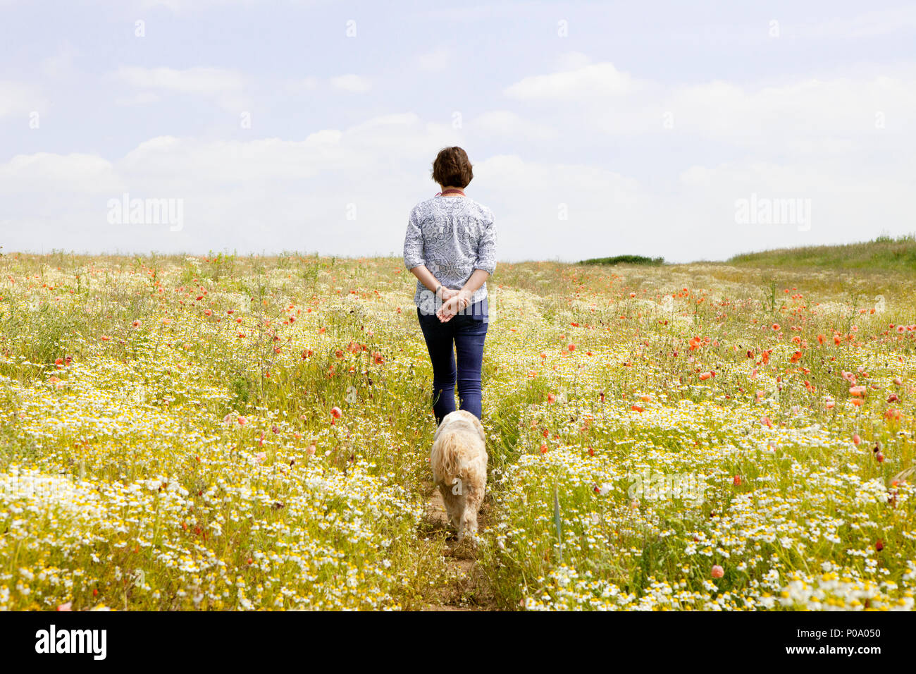 Walking on a summers day through a field of poppies and camomile with a dog nr Guildford Surrey Stock Photo