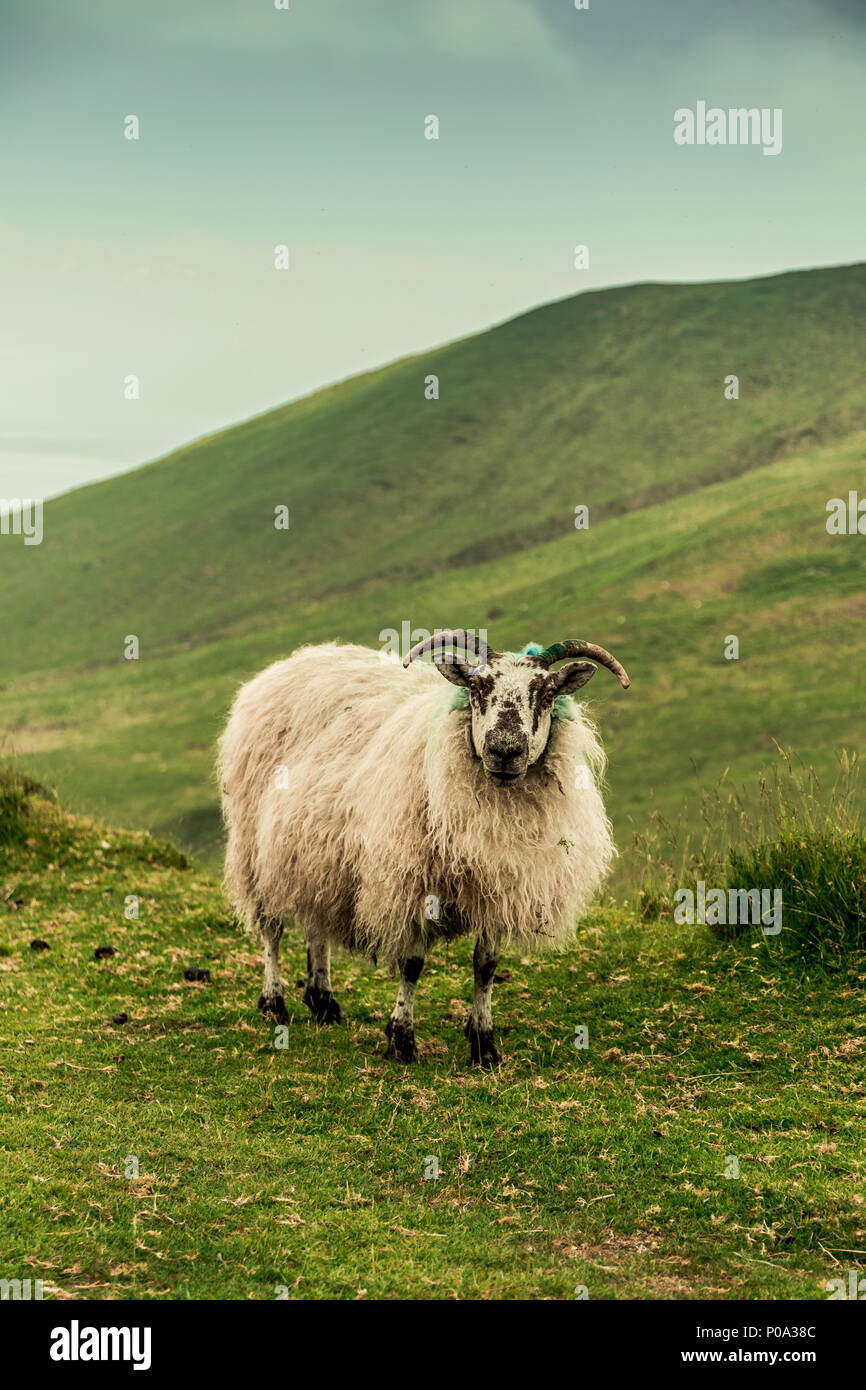 Sheep at the top of Caherconree, a 835 meter high mountain on the Dingle Peninsula in County Kerry Stock Photo