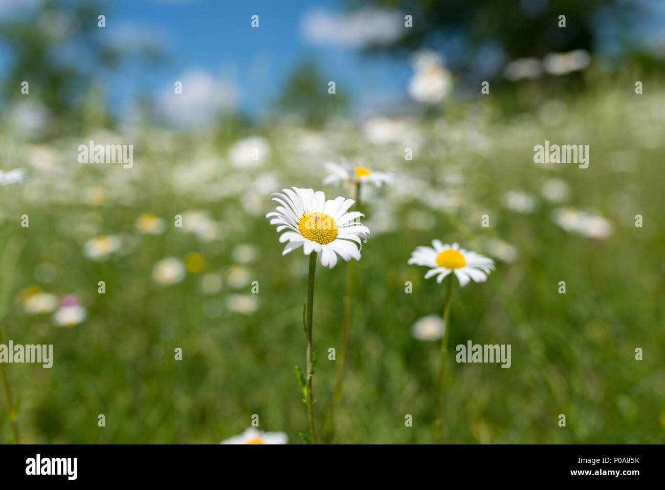 French Daisies with blue sky Stock Photo Alamy