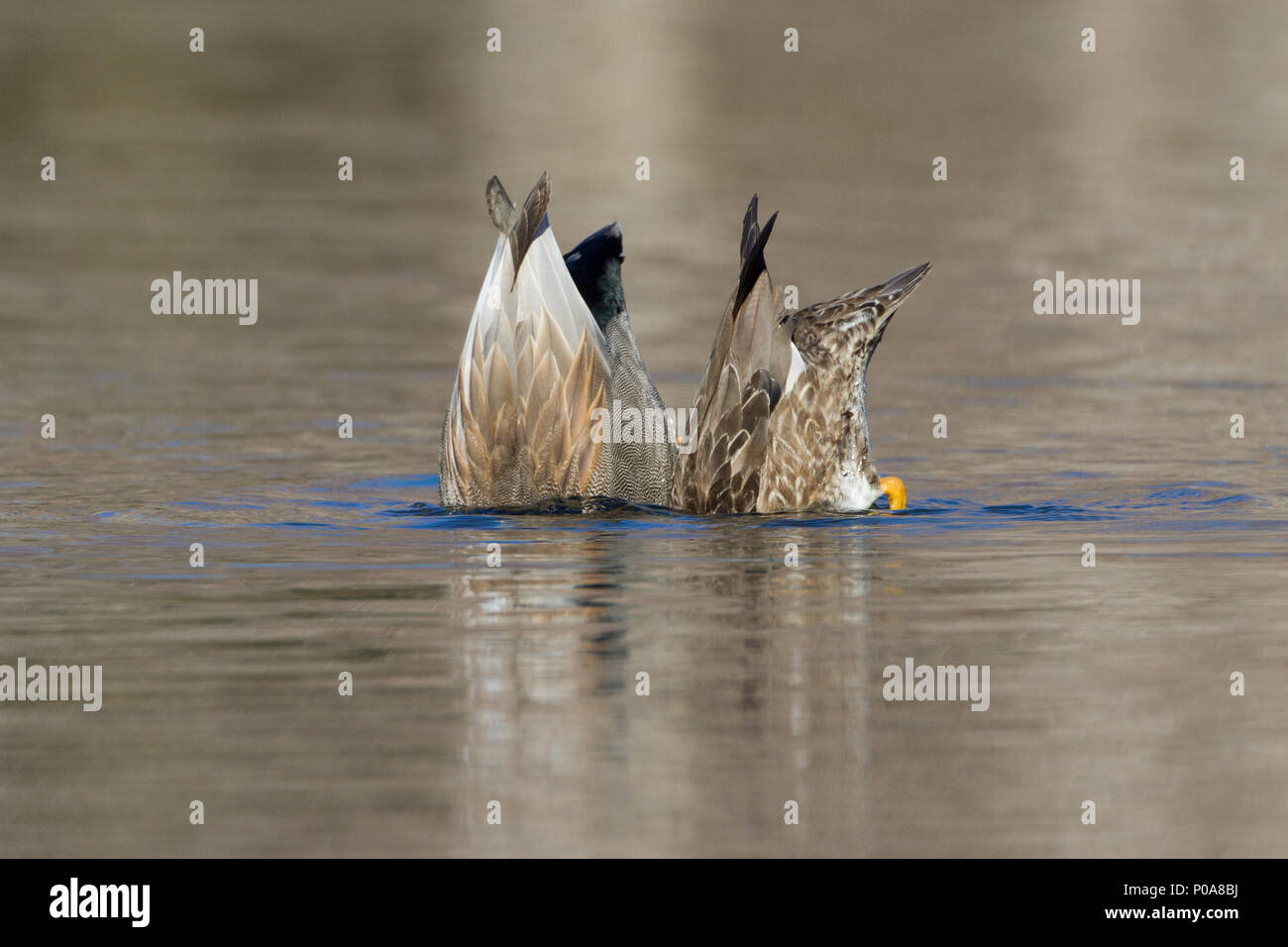 A pair of dabbling gadwalls. Stock Photo