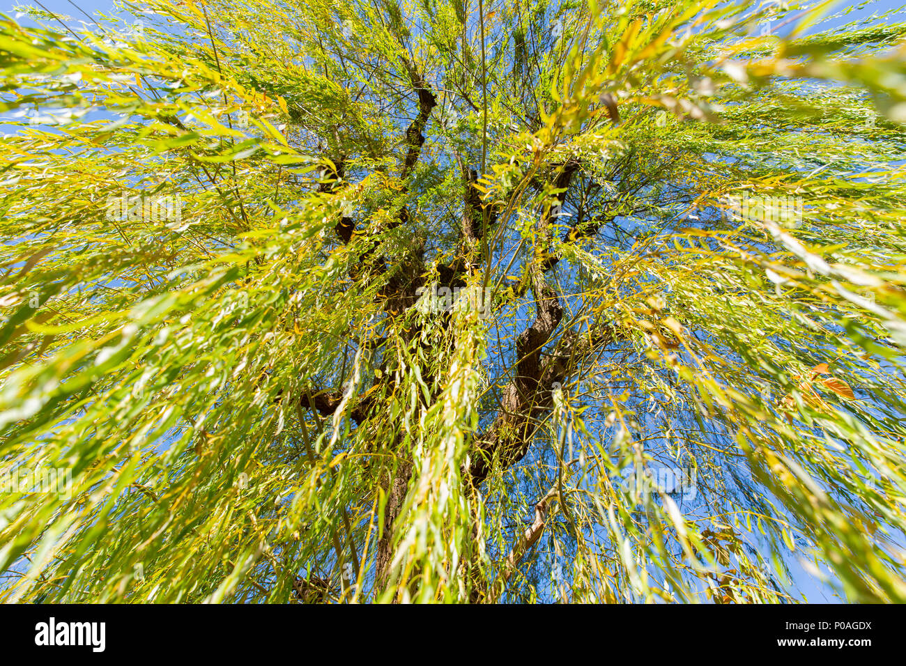 Willow leaves pattern hi-res stock photography and images - Alamy