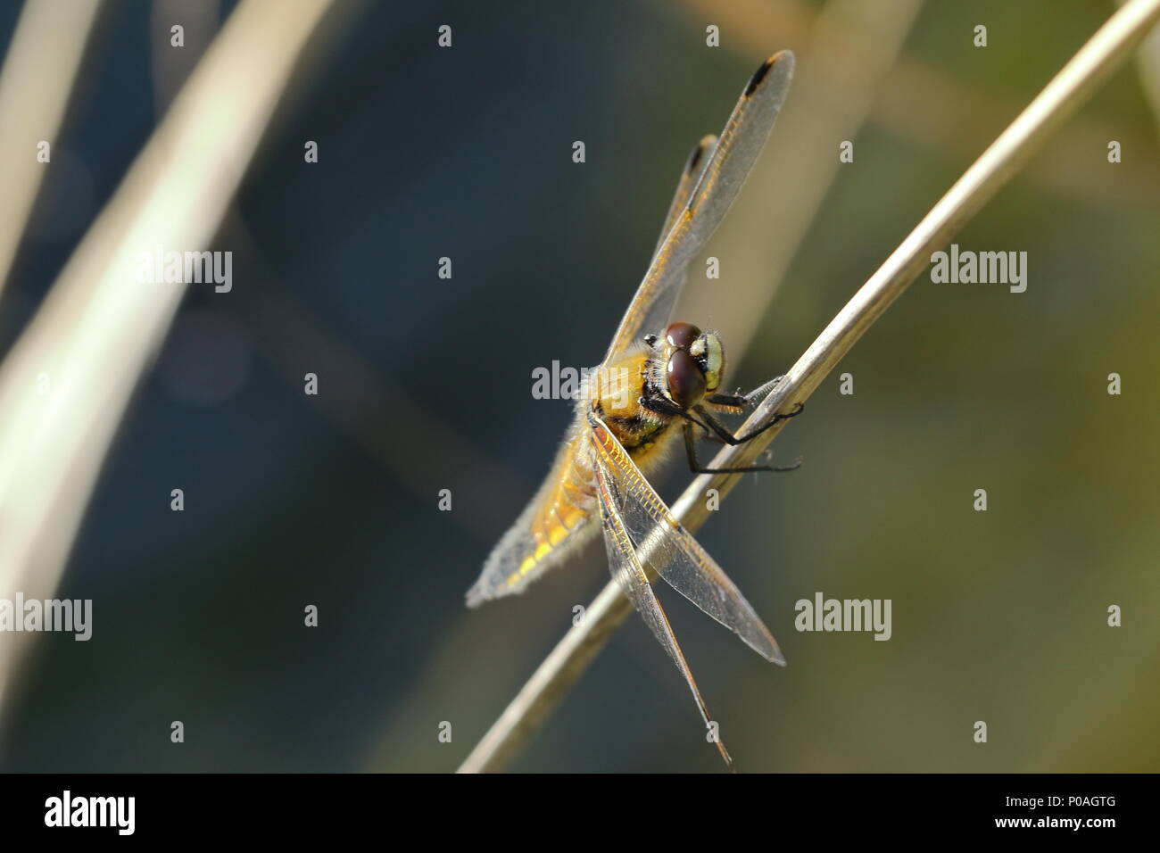 Four-spotted chaser, or four-spotted skimmer, is a dragonfly of the family Libellulidae. UK Stock Photo