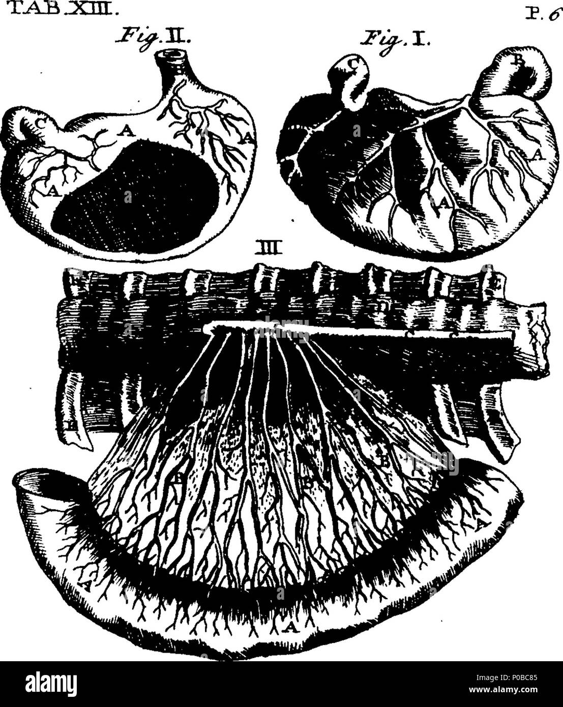 . English: Fleuron from book: A new treatise on the diseases of horses: Wherein what is necessary to the Knowledge of a Horse, The Cure of his Diseases, and other Matters relating to that Subject, are fully discussed, in a plain and easy Manner, from many Years Practice and Experience; with the cheapest and most efficacious Remedies. By William Gibson, surgeon, In Duke-Street, Grosvenor-Square. Illustrated with thirty-two copper-plates. 162 A new treatise on the diseases of horses- Wherein what is necessary to the Knowledge of a Horse Fleuron T094737-11 Stock Photo