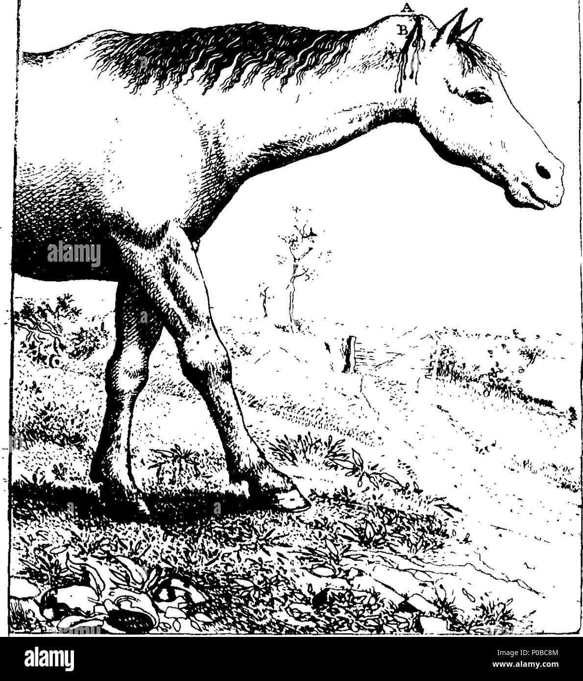 . English: Fleuron from book: A new treatise on the diseases of horses: Wherein what is necessary to the Knowledge of a Horse, The Cure of his Diseases, and other Matters relating to that Subject, are fully discussed, in a plain and easy Manner, from many Years Practice and Experience; with the cheapest and most efficacious Remedies. By William Gibson, surgeon, In Duke-Street, Grosvenor-Square. Illustrated with thirty-two copper-plates. 162 A new treatise on the diseases of horses- Wherein what is necessary to the Knowledge of a Horse Fleuron T094737-22 Stock Photo