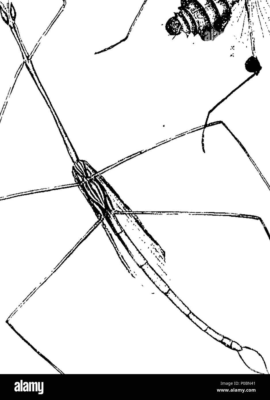 . English: Fleuron from book: An epitome of the natural history of the ...