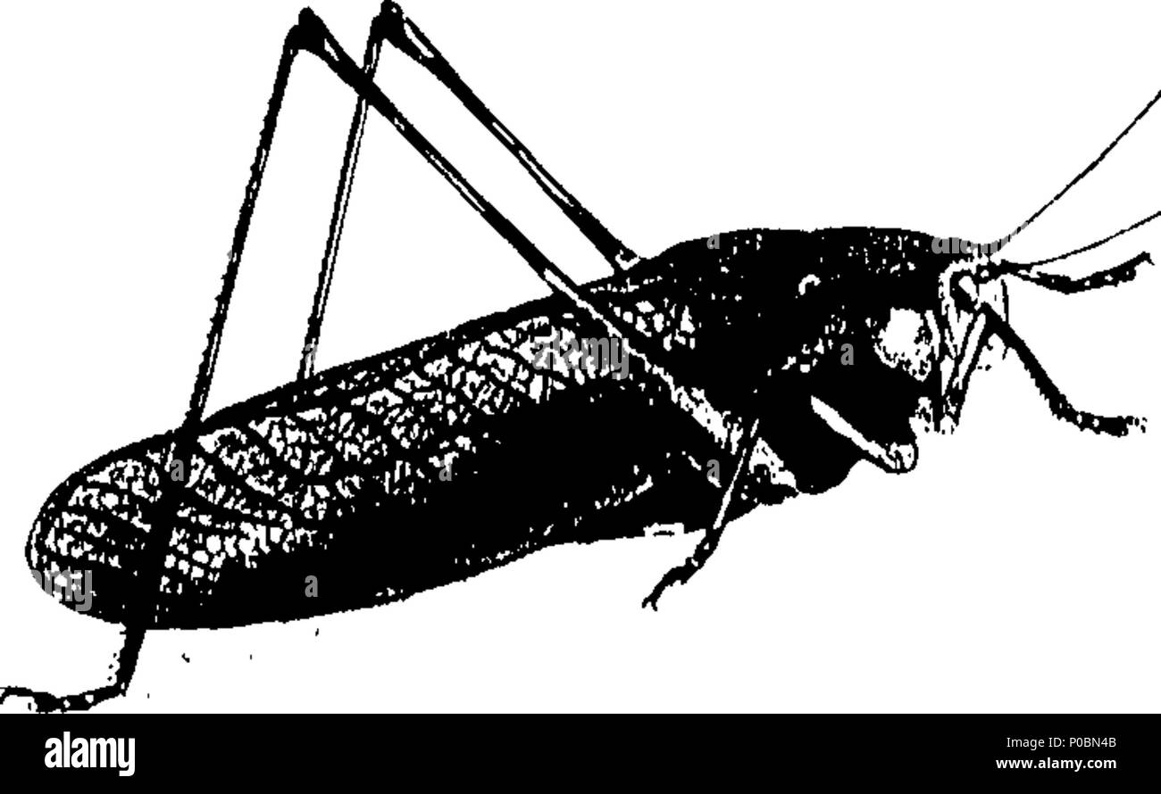 What is the importance of insects Black and White Stock Photos & Images ...