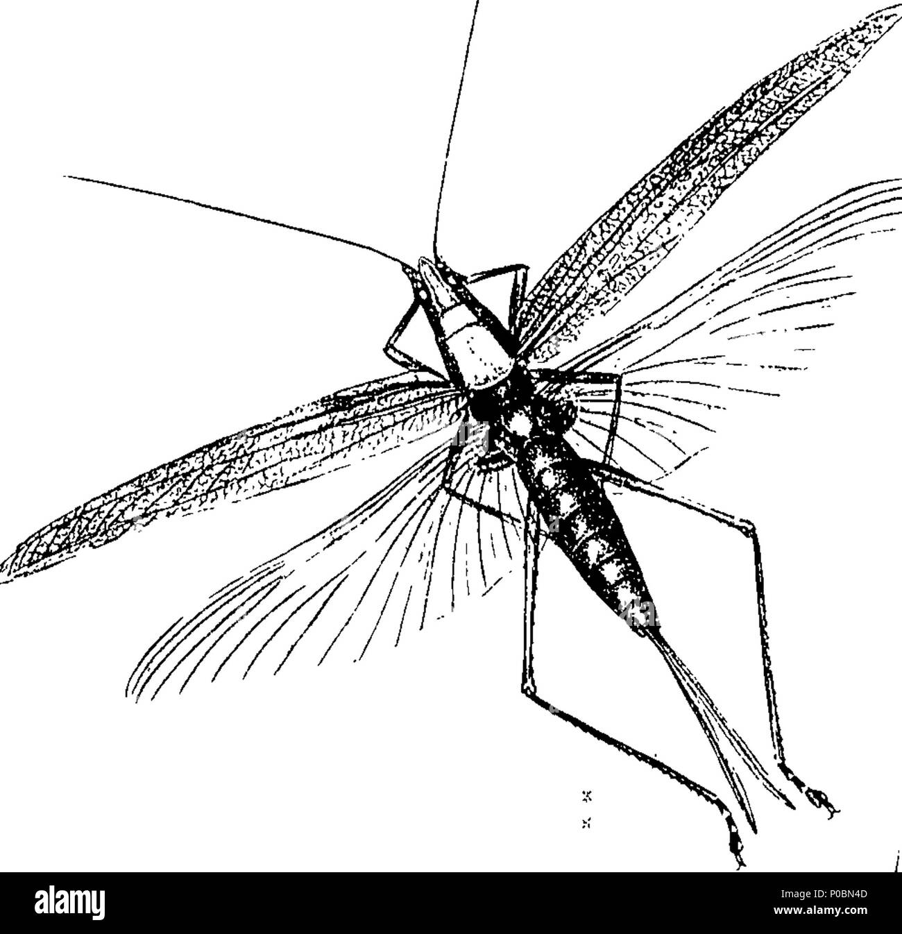 Importance of insects Black and White Stock Photos & Images - Alamy