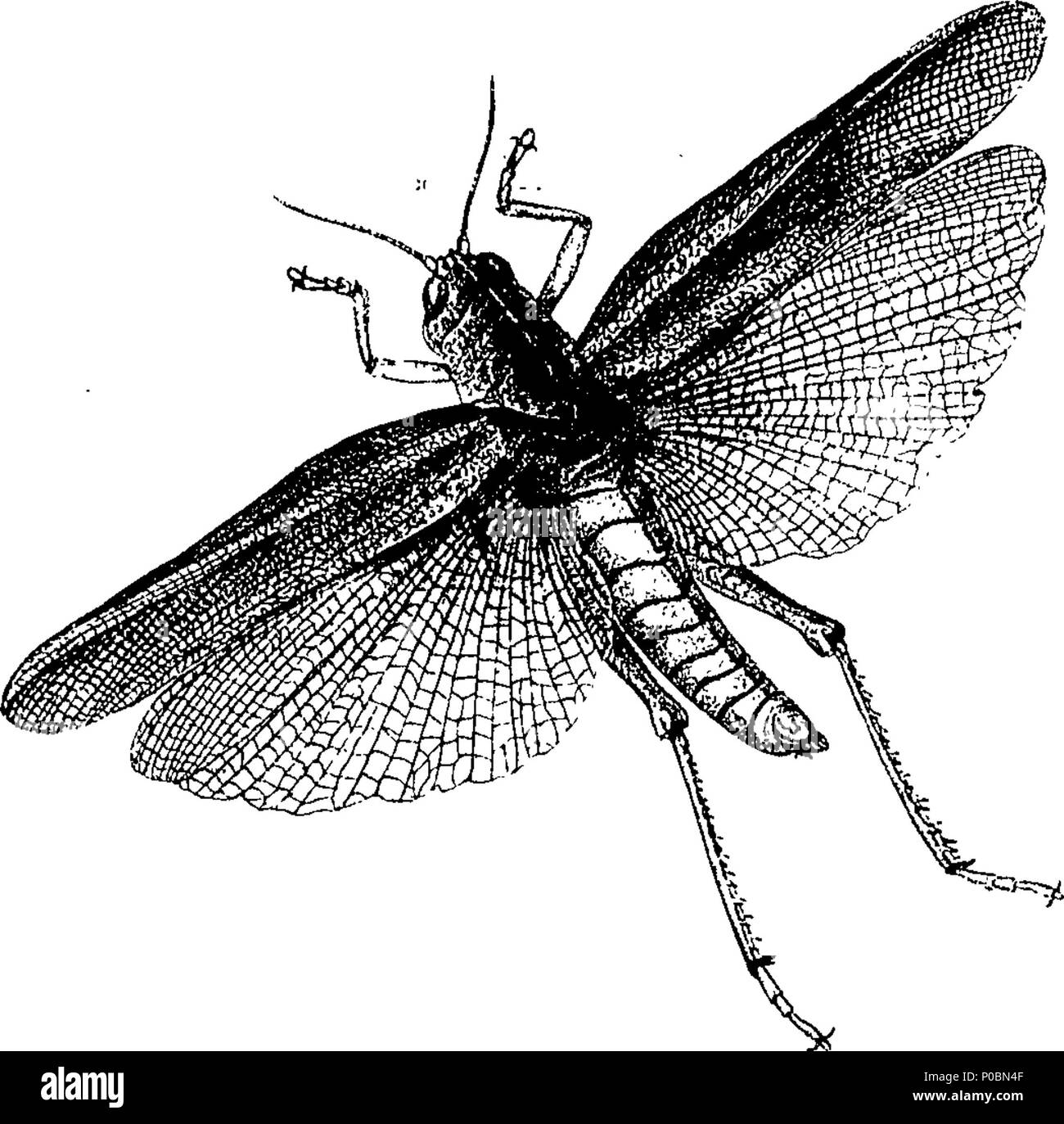 Singular Insects Importance of insects Black and White Stock Photos & Images - Alamy