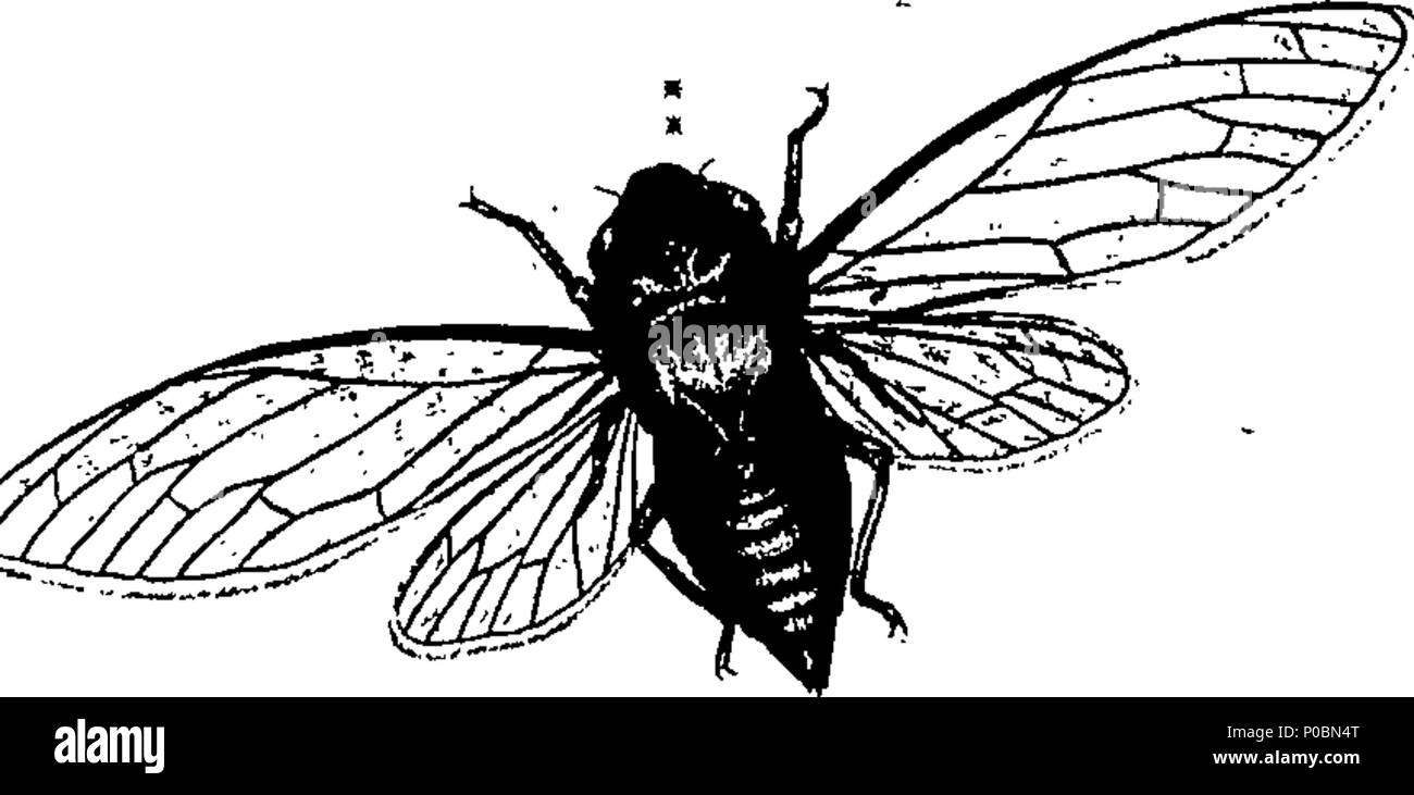 . English: Fleuron from book: An epitome of the natural history of the ...