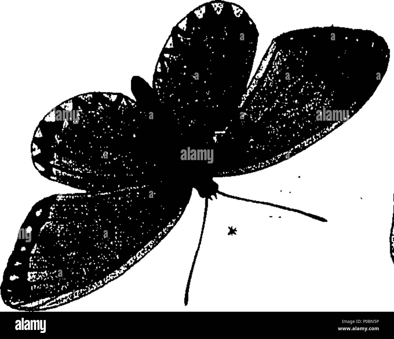 . English: Fleuron from book: An epitome of the natural history of the ...