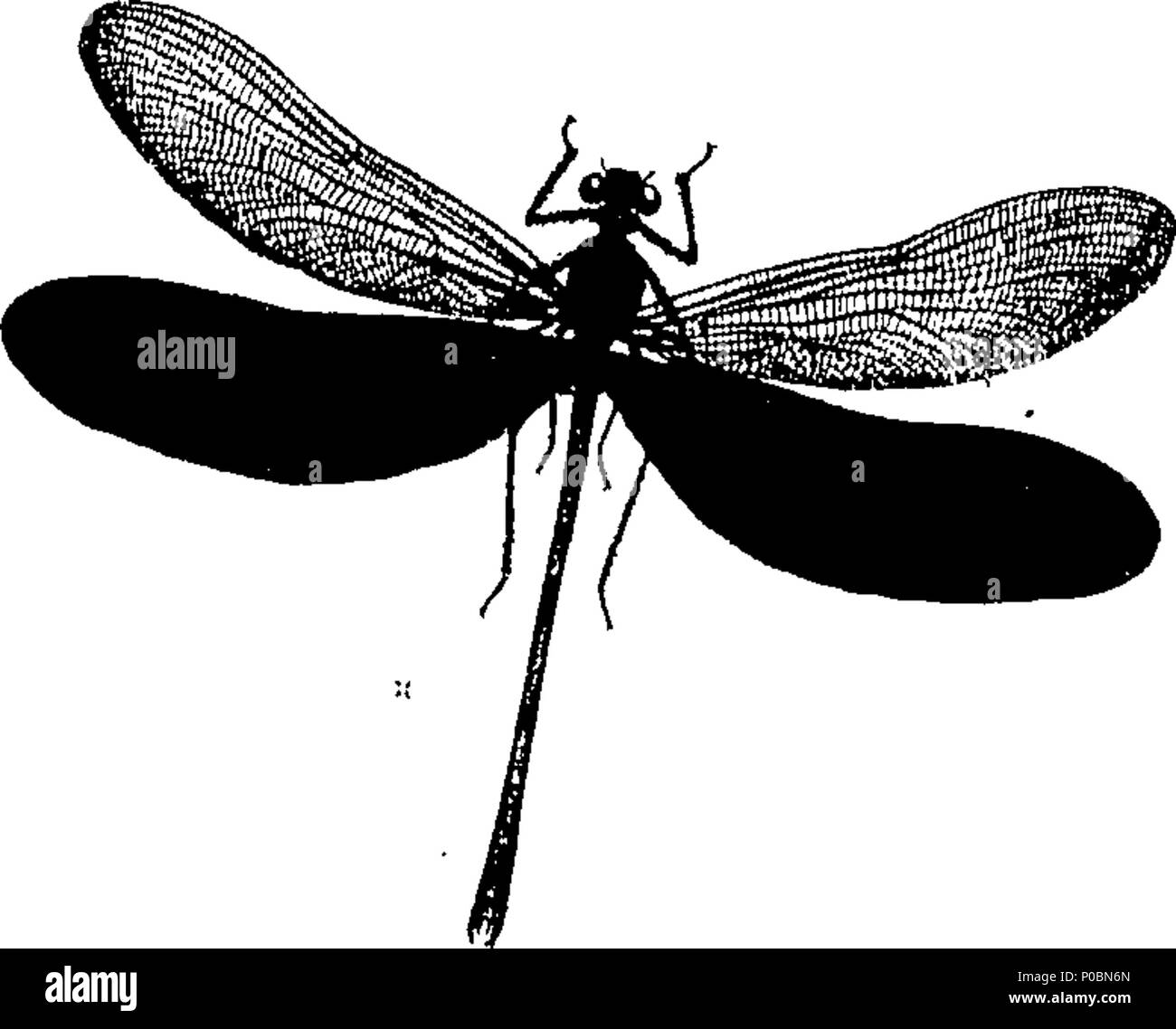 . English: Fleuron from book: An epitome of the natural history of the ...