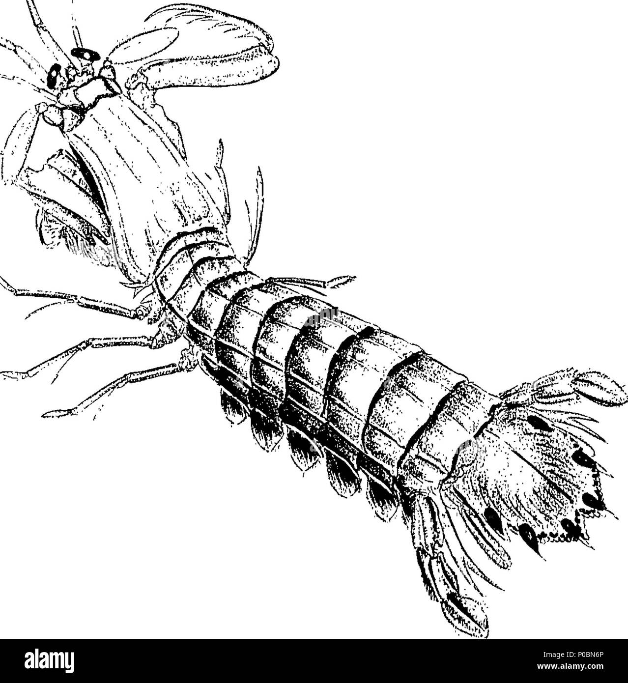 Importance of insects hi-res stock photography and images - Alamy