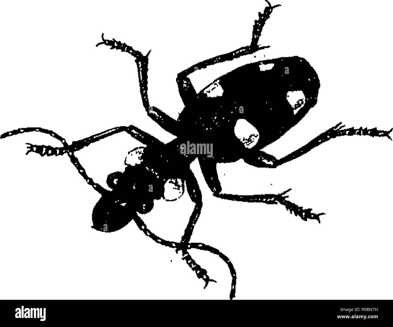 . English: Fleuron from book: An epitome of the natural history of the ...