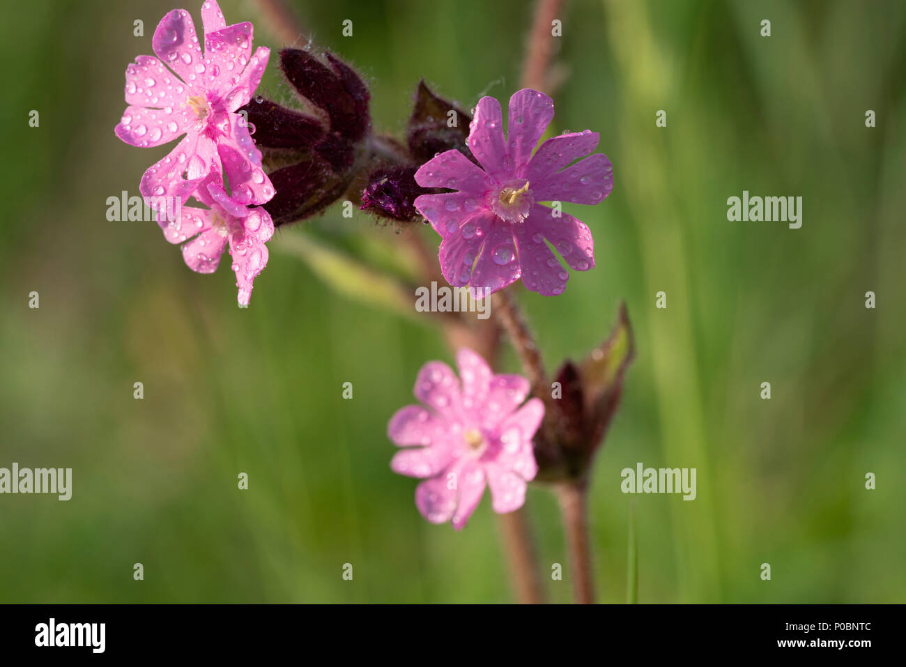 Red campion (Silene dioica) flowers. Stock Photo