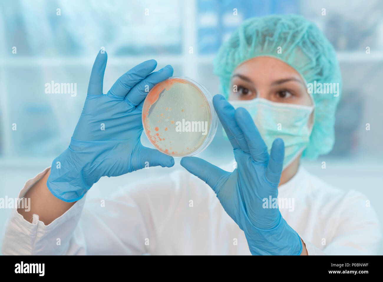 Scientist examining microbial growth on a Petri dish. Stock Photo