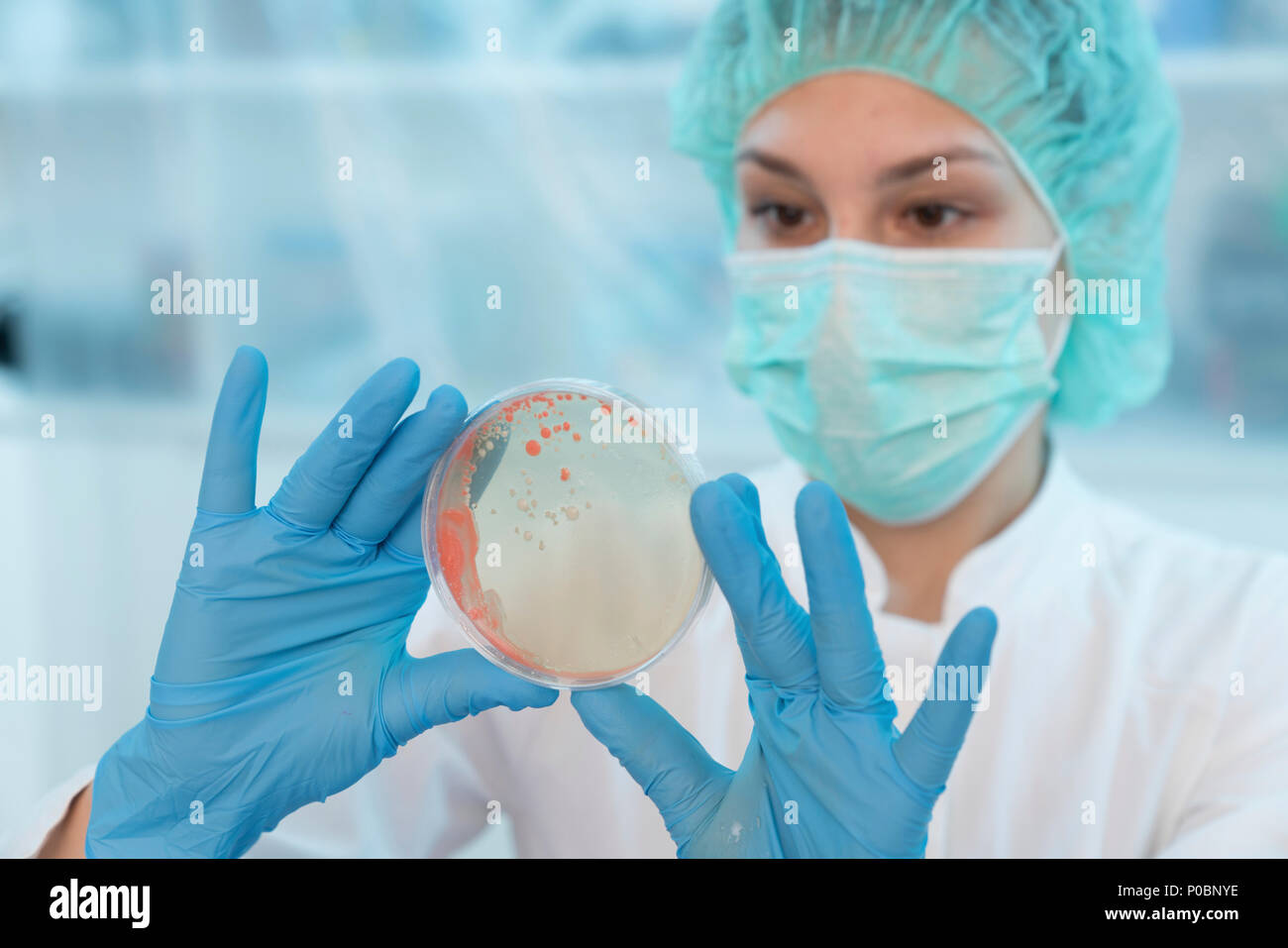 Scientist examining microbial growth on a Petri dish. Stock Photo