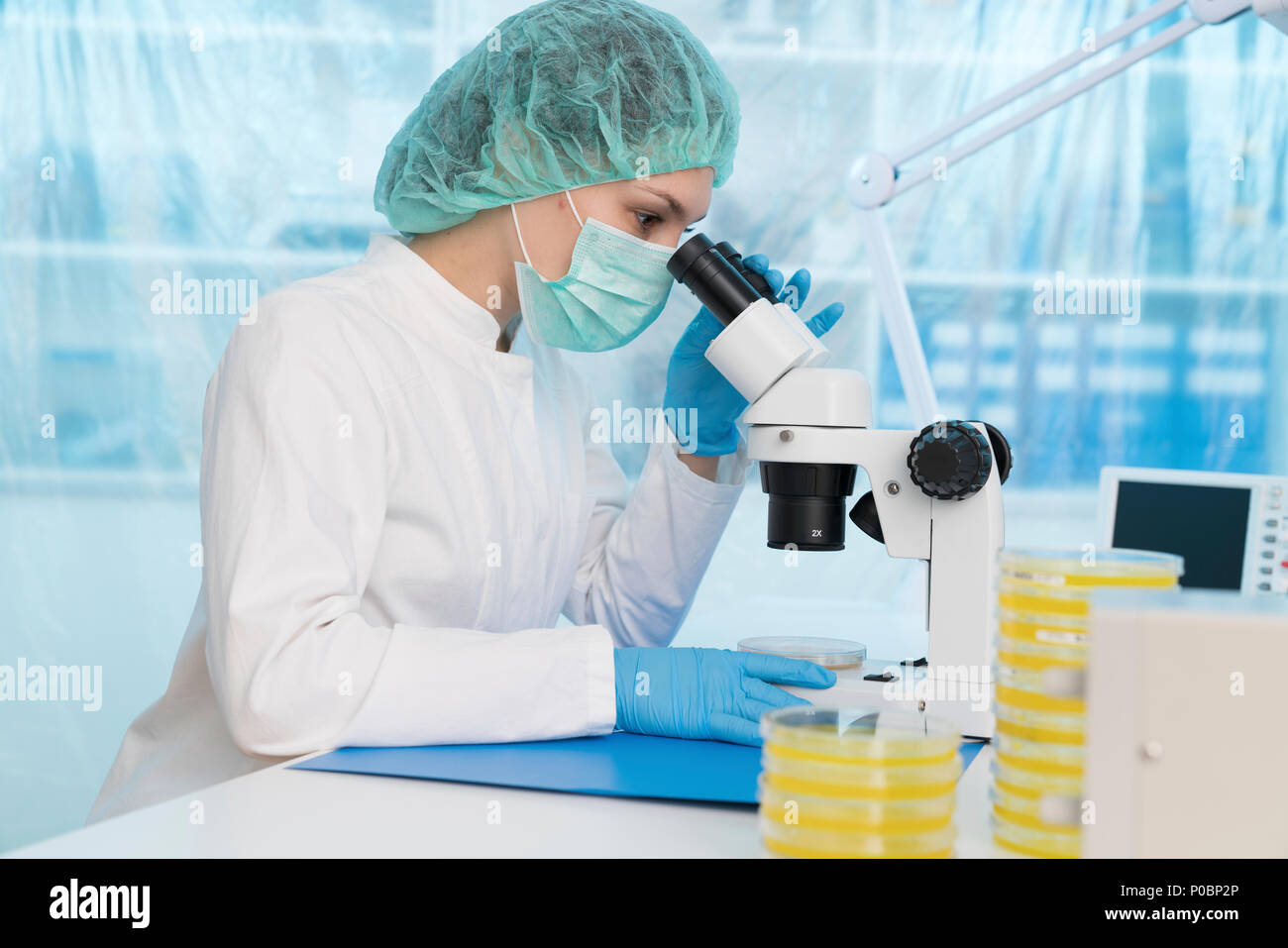 Scientist using a light microscope to examine microbial growth on a Petri dish. Stock Photo