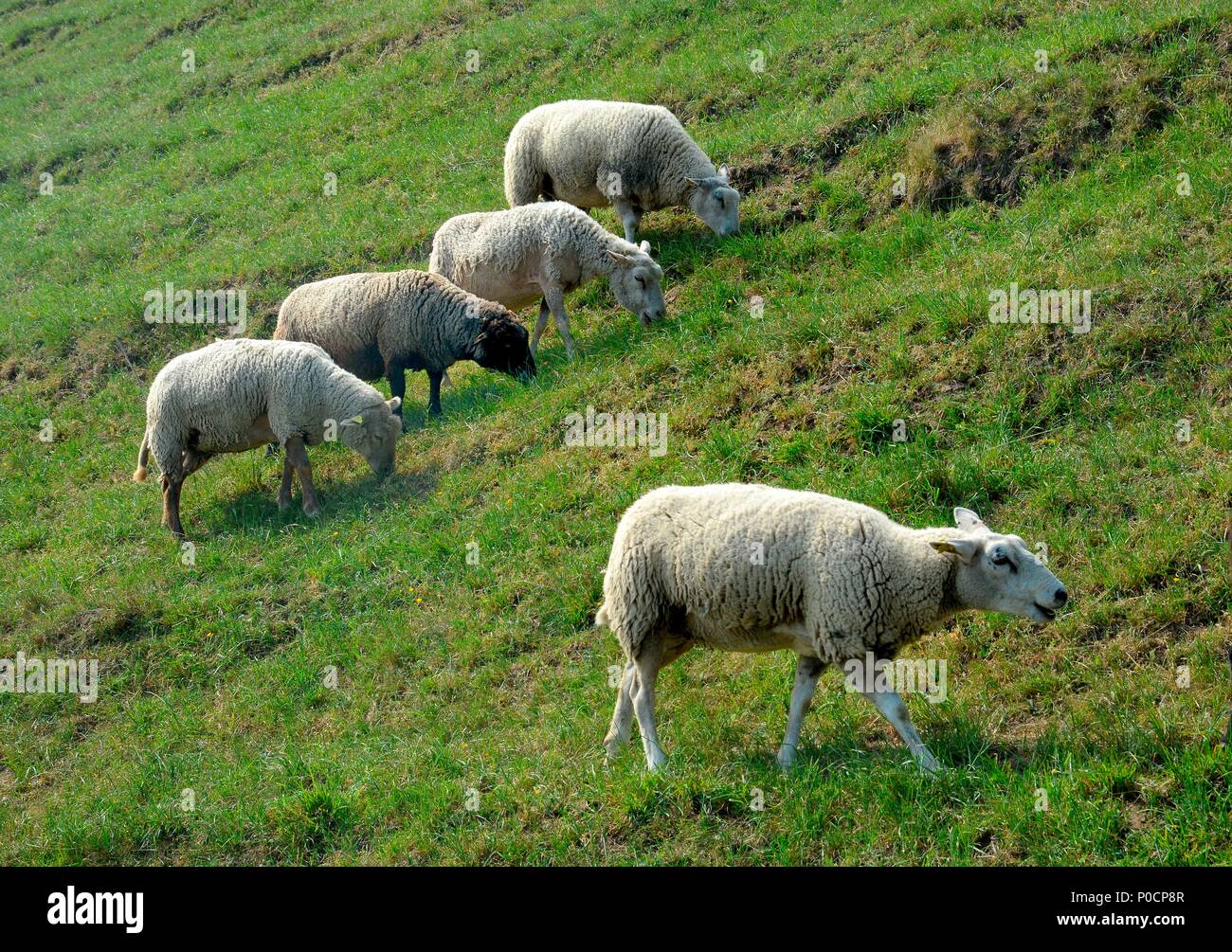 Sheep feeding on hill, Scania, Sweden Stock Photo