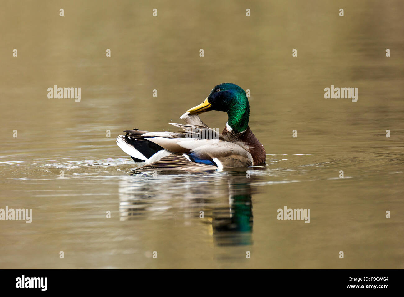 Mallard (Anas platyrhynchos) in the water, drake, Nettetal, North Rhine-Westphalia, Germany Stock Photo