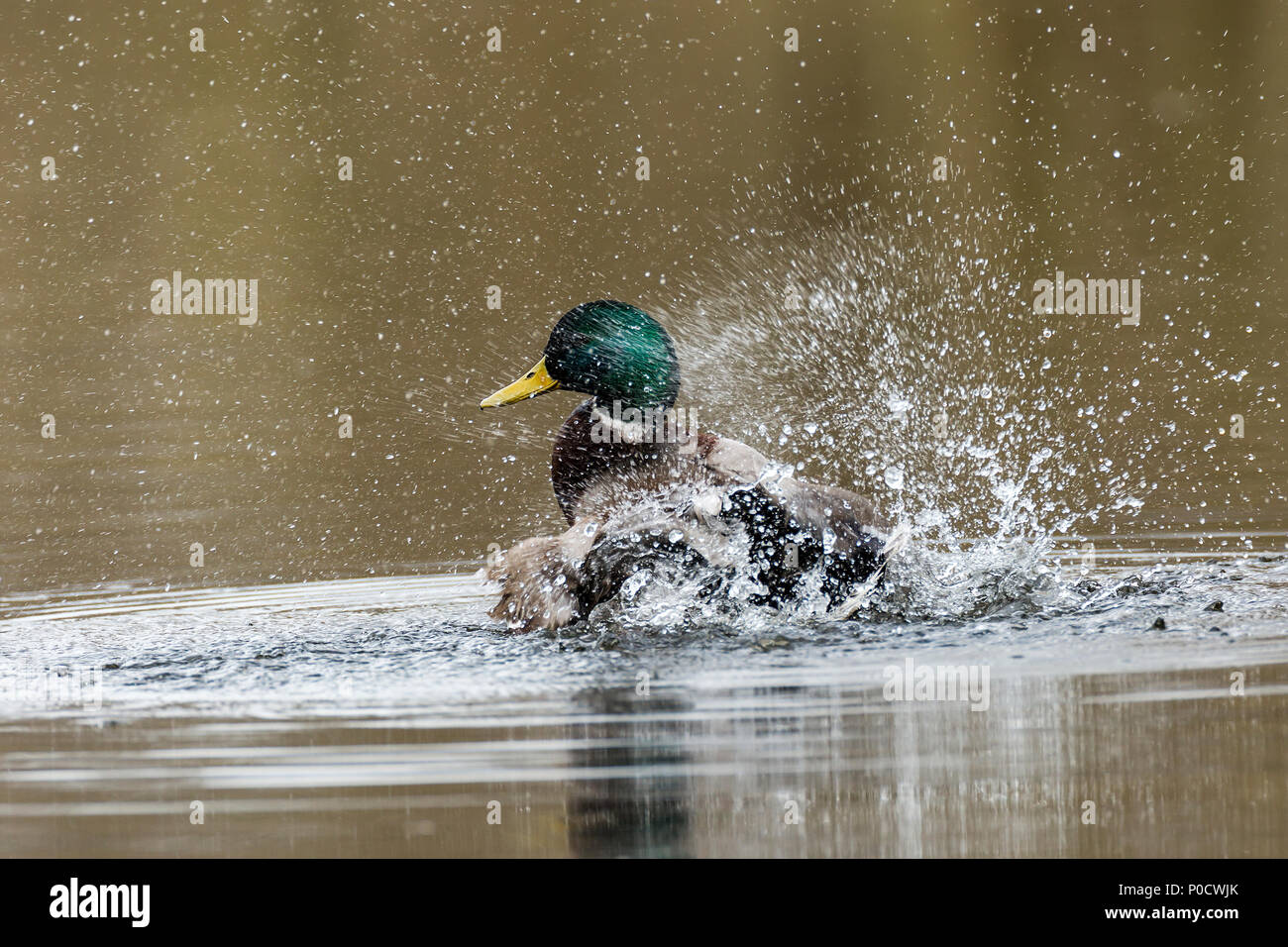 Mallard (Anas platyrhynchos) in the water, drake bathing, Nettetal, North Rhine-Westphalia, Germany Stock Photo