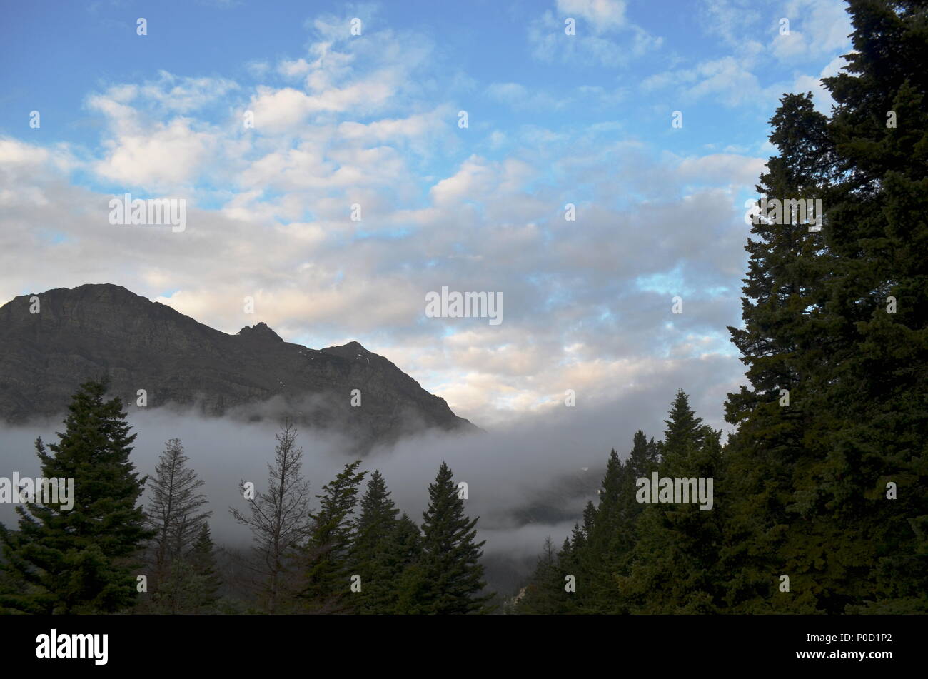 Low cloud moving through the forest in Glacier National Park, Montana, USA. Stock Photo