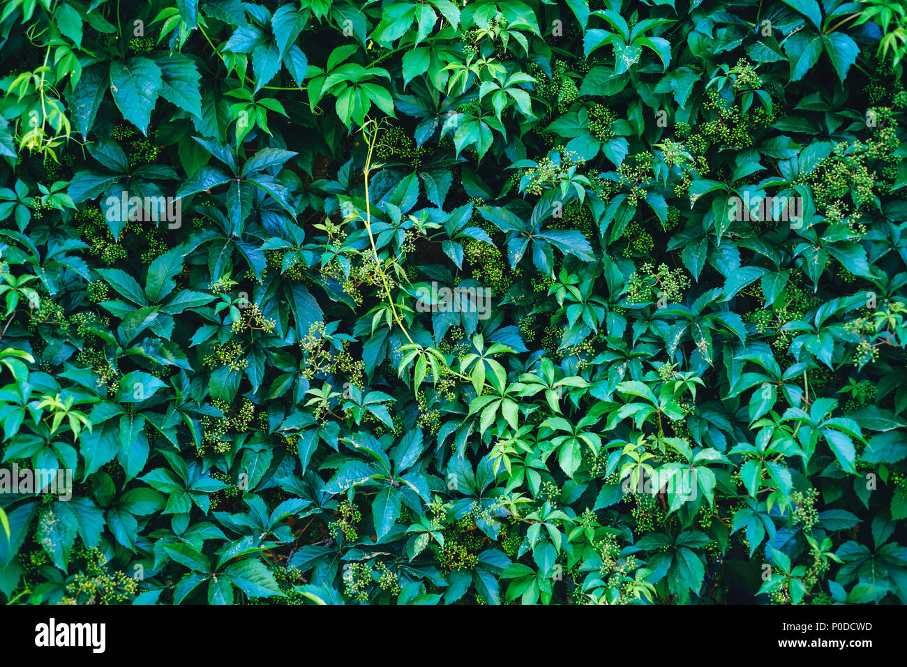 Texture of ivy leaves closeup. Green wall. Stock Photo