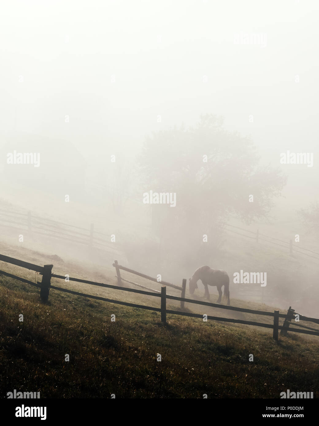 Horse in foggy meadow in mountains valley Stock Photo