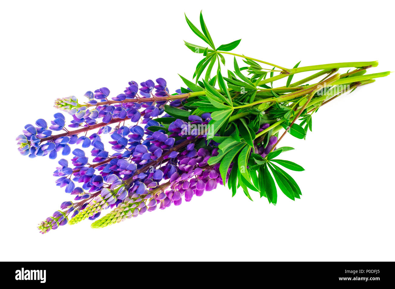 Lupine