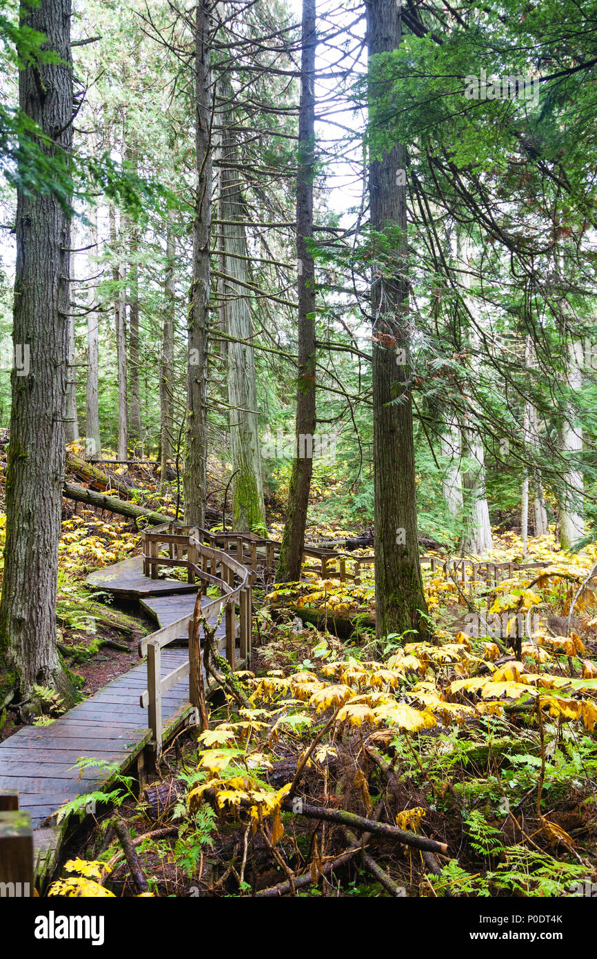 Cedar trees hi-res stock photography and images - Alamy