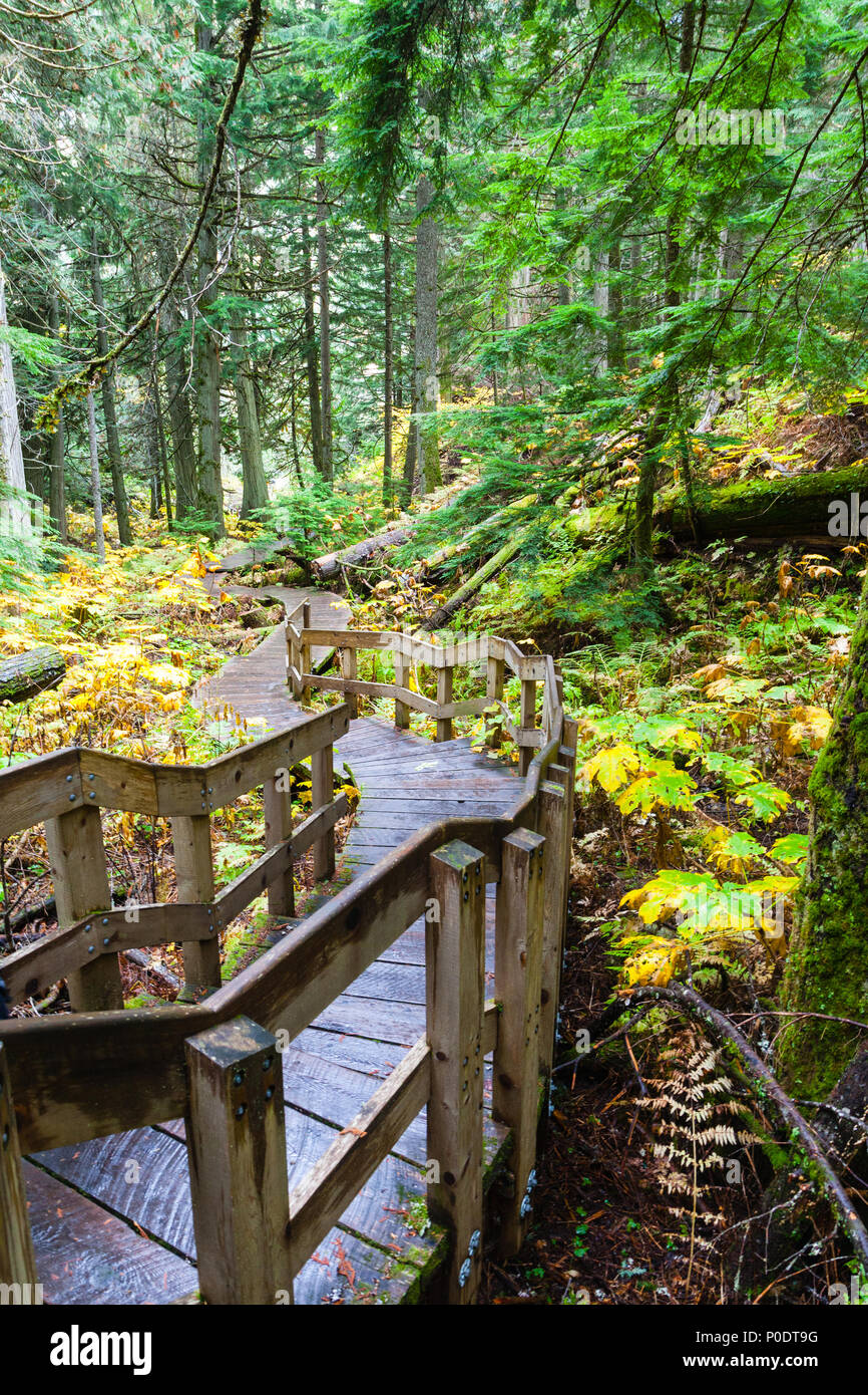 A half kilometer Giant Cedars Boardwalk trail winds through the heart of an old-growth forest in Revelstoke, BC, Canada, where cedar trees were 500 ye Stock Photo