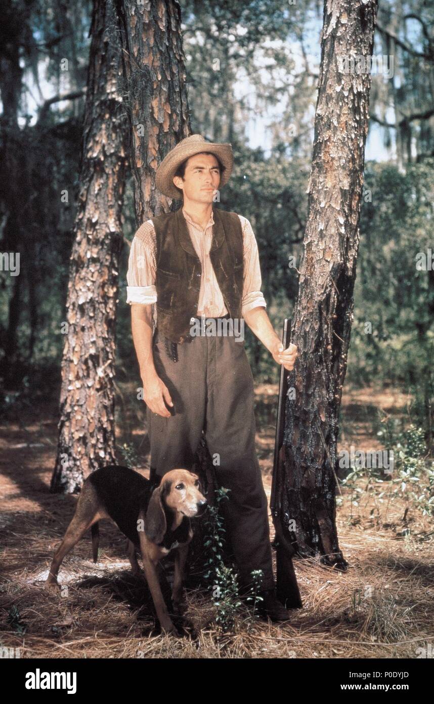 Original Film Title The Yearling English Title The Yearling Film Director Clarence Brown Year 1946 Stars Gregory Peck Credit M G M Album Stock Photo Alamy