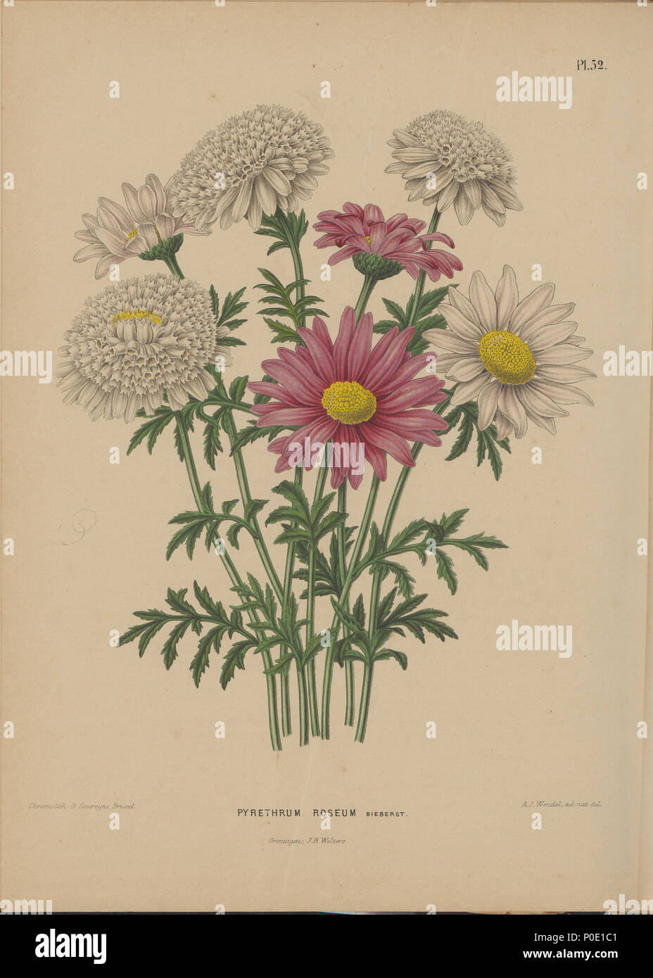 . Chrysanthemum coccineum-Pyrethrum Roseum Image by Abraham Jacobus Wendel, from the Dutch language book Flora: afbeeldingen en beschrijvingen van boomen, heesters, éénjarige planten, enz. voorkomende in de Nederlandsche tuinen by H. Witte and A. J. Wendel, Groningen: Wolters, [1868]. The plants imaged where taken from Japan to the Netherlands by Philipp Franz von Siebold.  . 1868. H. Witte and Abraham Jacobus Wendel 271 Afbeelding-049-Chrysanthemum coccineum-Pyrethrum Roseum Stock Photo