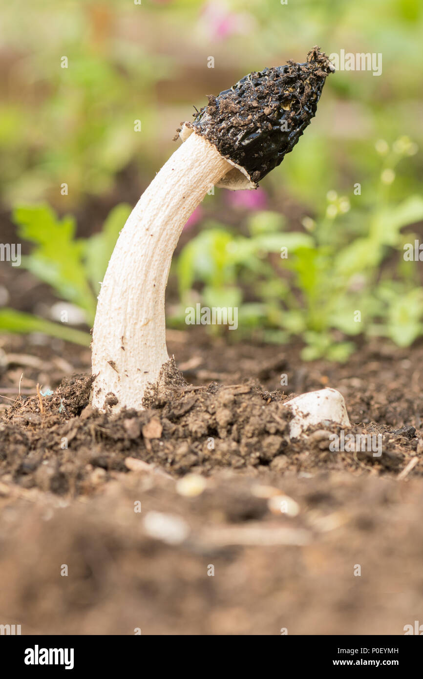 Stinkhorn fungus mushroom - phallus impudicus, Scotland, UK Stock Photo