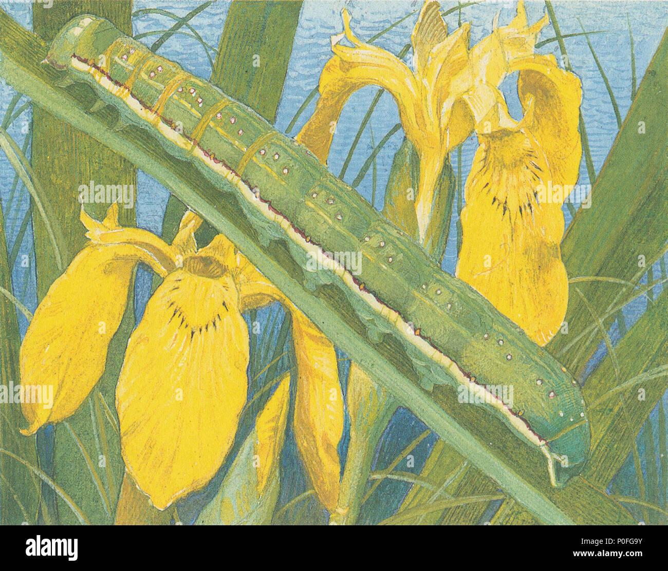 .  Deutsch: Raupe der Braunen Moderholzeule (Xylena vetusta) auf einer Gelben Schwertlilie (Iris pseudacorus)  . by 1923 80 Paul Robert - Xylena vetusta Stock Photo